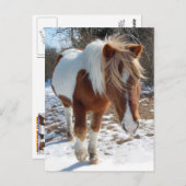 Chevaux sauvages, faune, carte postale (Devant / Derrière)