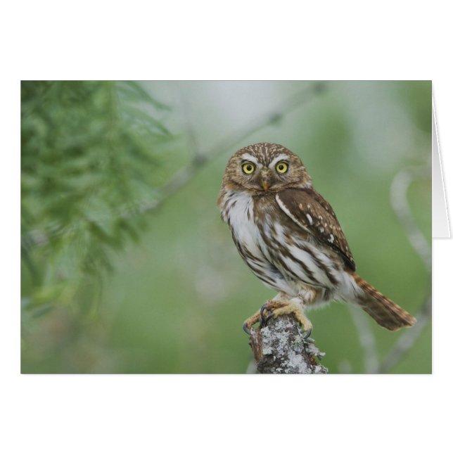 Chevêchette brune, Glaucidium brasilianum, 3 (Devant horizontal)