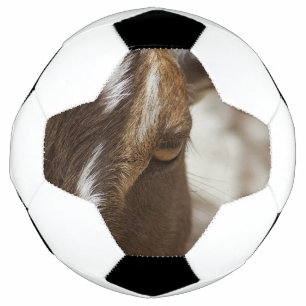 Chèvre