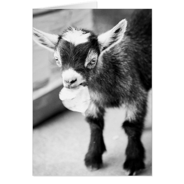 Chèvre à mâcher (Devant)