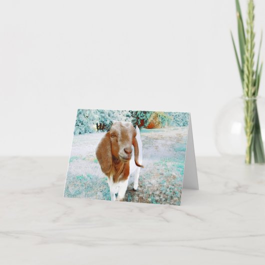 Chèvre adorable à dire Bonjour - Carte blanche (Devant)