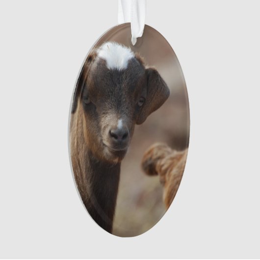 Chèvre adorable de bébé (devant)