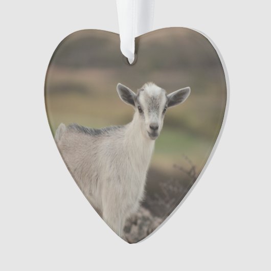 Chèvre adorable d'enfant (devant)