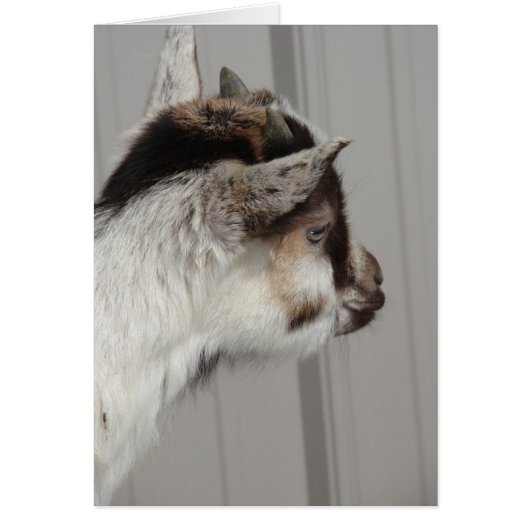 Chèvre bébé (Devant)