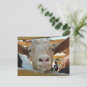 Chèvre Bonjour carte postale (Debout devant)