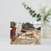 Chèvre curieuse - Carte postale (Debout devant)