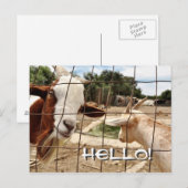 Chèvre curieuse - Carte postale (Devant / Derrière)