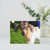 Chèvre de bébé - Carte postale (Debout devant)