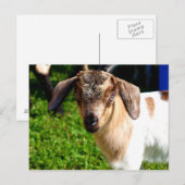 Chèvre de bébé - Carte postale (Devant / Derrière)