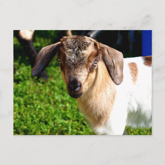 Chèvre de bébé - Carte postale (Devant)