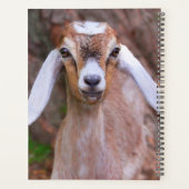 Chèvre de bébé mignonne personnalisée (Dos)