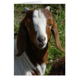 Chèvre de Boer