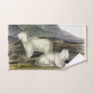 Chèvre de montagne (Capra Americana par Audubon)