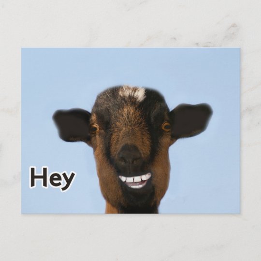 Chevre Drole Meme Souriant Carte Postale Vraiment Zazzle Be