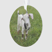 Chèvre ornement de bébé 2 photos (devant)