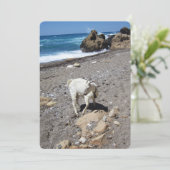 Chèvre sur la carte de vacances plate de la plage (Debout devant)