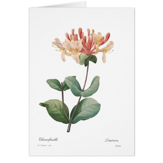 Chèvrefeuille (Devant)