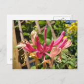 Chèvrefeuille grimpant briefkaart (Voorkant / Achterkant)