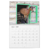 Chèvres magnifiques calendrier de 12 mois pour (Mar 2027)