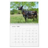 Chèvres sur le calendrier de ferme de K-N-S (Jan 2026)