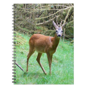 Chevreuil mâle en milieu boisé Carnet de notes sur
