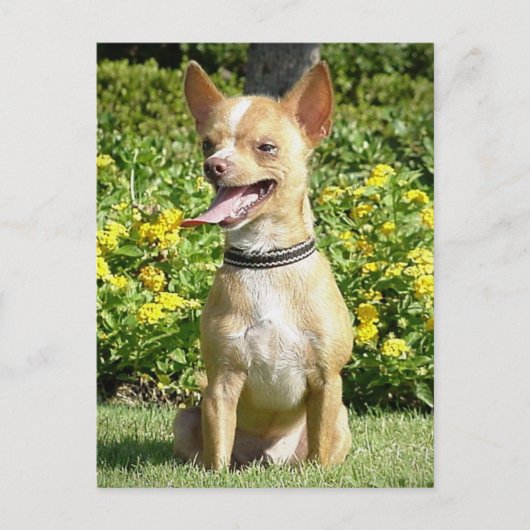 Chi Chi Briefkaart (Voorkant)