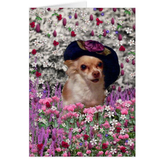 Chi Chi en Fleurs - Chihuahua chiot en Casquette m (Devant)
