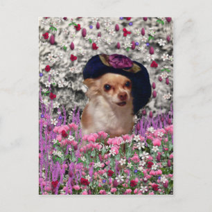 Chi Chi in Flowers Briefkaart - Chihuahua