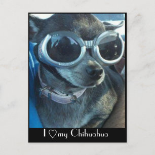 Chi Dog Briefkaart