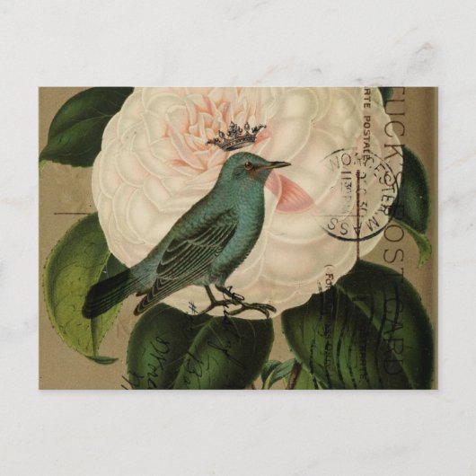 Chic  Bird camellia franse botanische kunst Briefkaart (Voorkant)