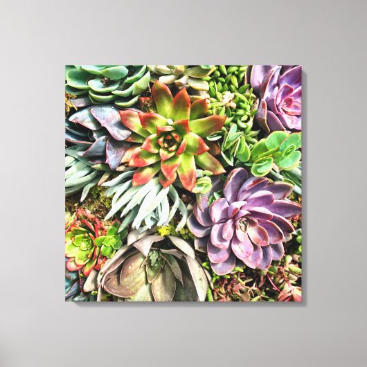 Chic modern kleurrijk Succulent fotopatroon Canvas Afdruk (Voorkant)