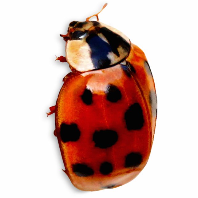 Chic Spotted Ladybug Fotobeeldje Magneet (Voorkant)