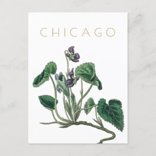 Chicago flower reis midden eeuw Briefkaart