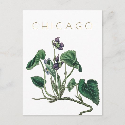  Chicago flower reis midden eeuw Briefkaart (Voorkant)