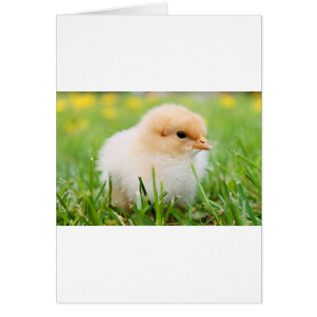 Chick (Devant)