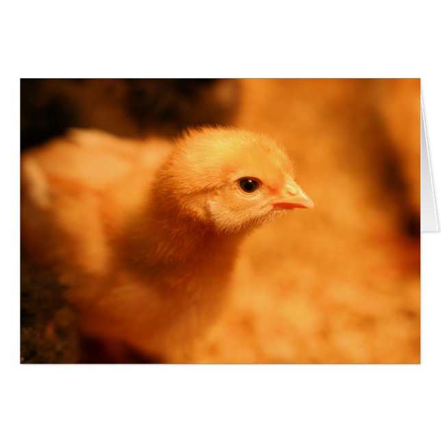 Chick (Devant horizontal)