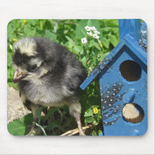 Chick and Mixed Media Birdhouse Muismat