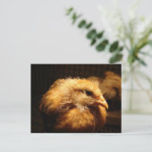 Chick Briefkaart (Staand voorkant)