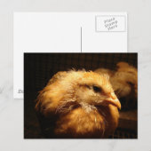 Chick Briefkaart (Voorkant / Achterkant)