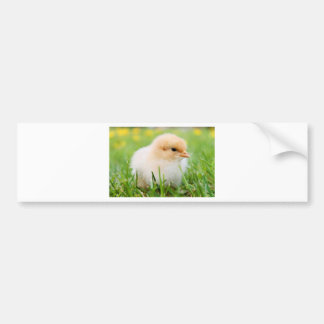 Chick Bumpersticker