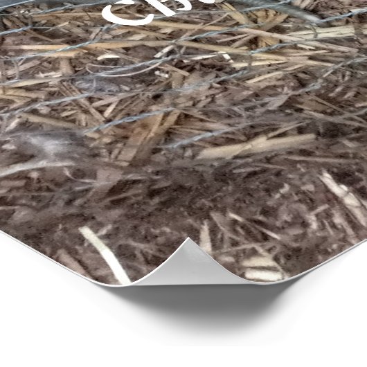 Chick chick kip plezier poster (Hoek)