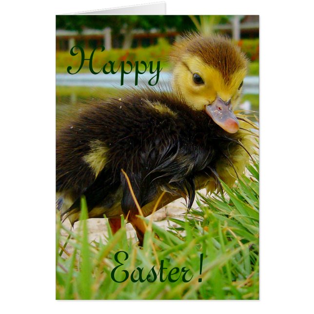 Chick de Pâques (Devant)