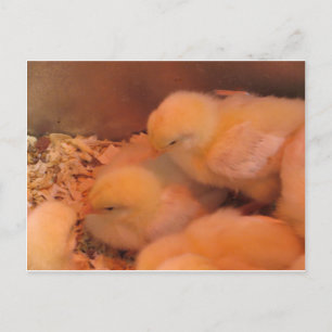 Chick Duo Briefkaart