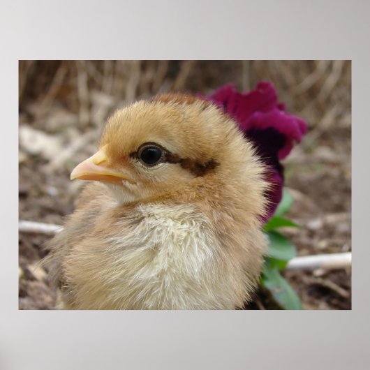 Chick en Pansy Poster (Voorkant)