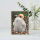 Chick galapagos briefkaart (Staand voorkant)