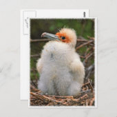 Chick galapagos briefkaart (Voorkant / Achterkant)