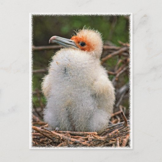 Chick galapagos briefkaart (Voorkant)