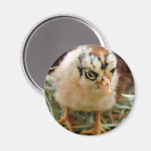 Chick Magneet (Voorkant / Achterkant)