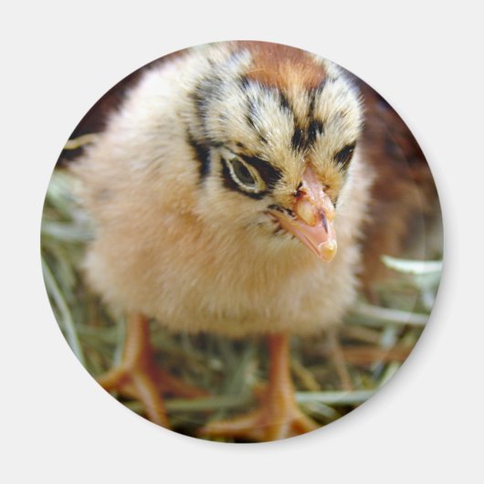 Chick Magneet (Voorkant)
