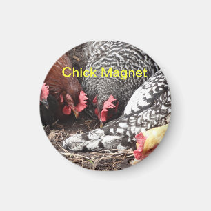 Chick Magnet - een groep kleurrijke kippen Magneet